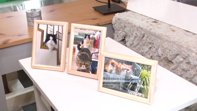 キャシーさん宅の猫のお写真
